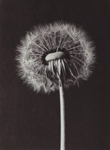 Paul Dobe: Gemeine Butterblume, Taraxacum officinale, Fruchtkopf, halbabgeblasen, 9.5.1914. © Nachlass Paul Dobe. Courtesy Die Photographische Sammlung/ SK Stiftung Kultur Köln/Dauerleihgabe Sonja und Rainer Stamm